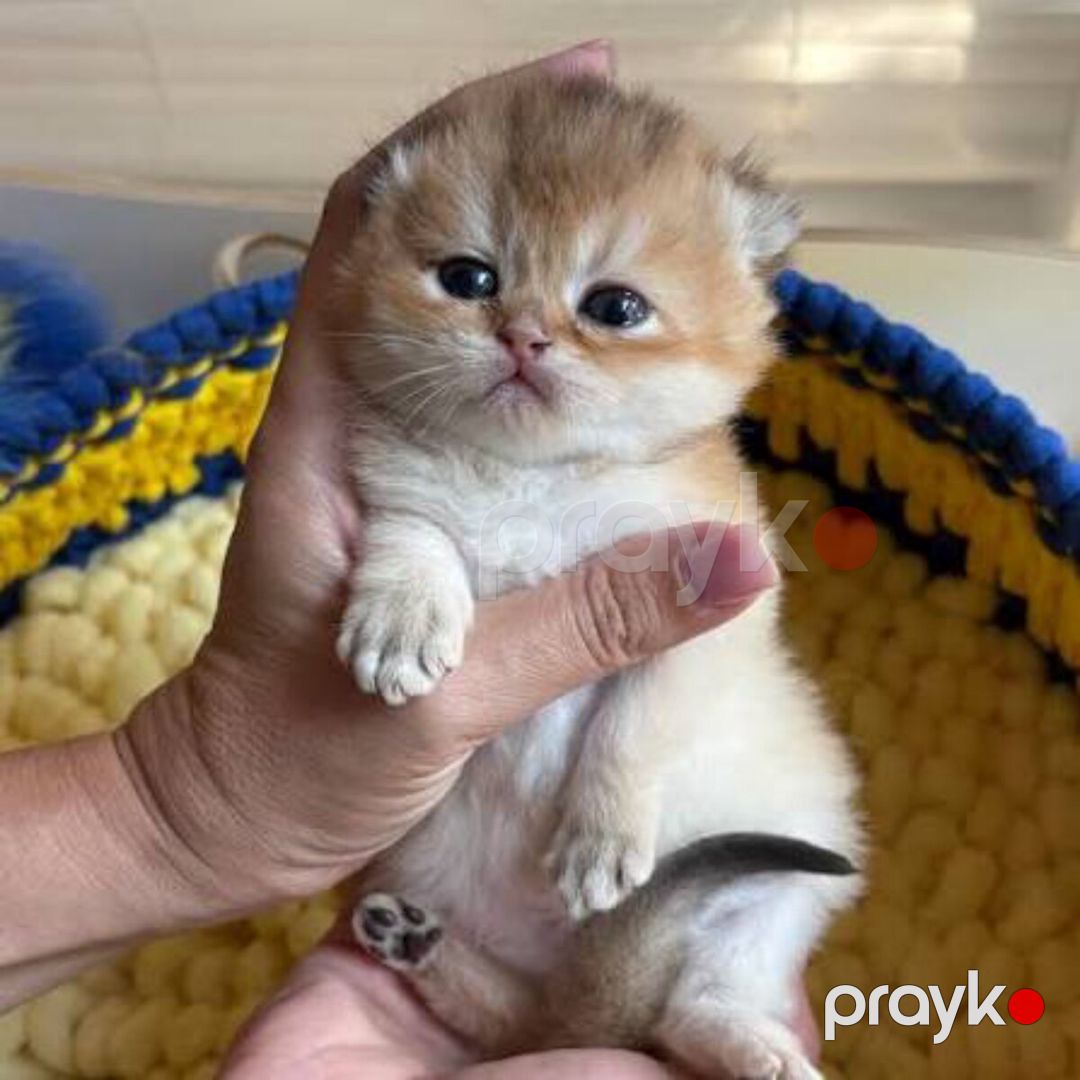 Şotland pişiyi balası — Pişiklər, Bakı (6)