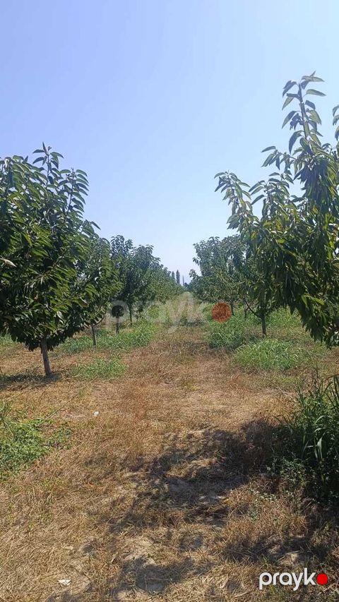 436 sot torpaq sahəsi, Quba r — Quba