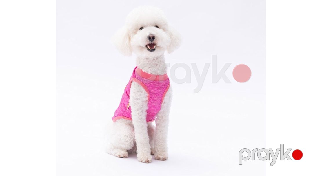 İtlər və pişiklər üçün mayka Pawstar Fuchsia The Sun, çəhrayı, ölçü XXL — Mallar, Bakı (2)