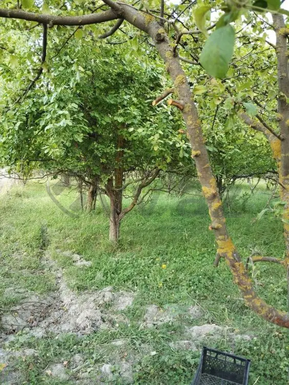 20 sot Torpaq Satılır, Quba — Torpaq, Quba (2)