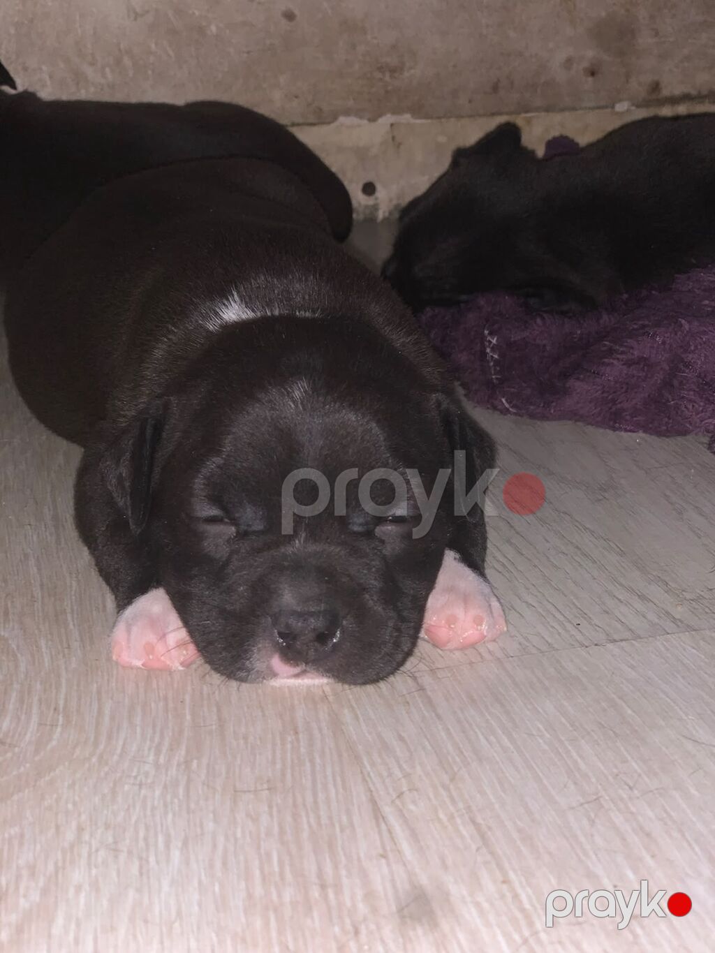 Pitbul — Köpəklər, Bakı (4)