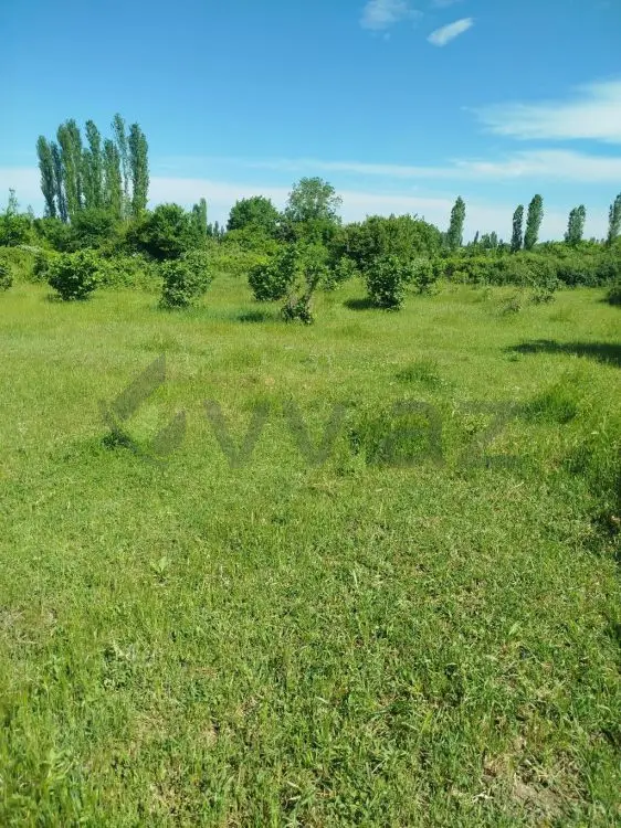 12 sot Torpaq Satılır, Şabran — Torpaq, Şabran (4)