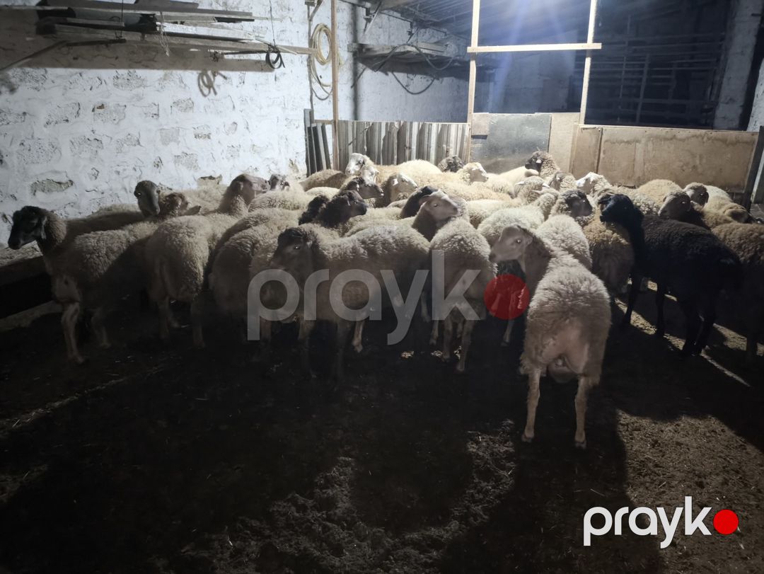 Quzular — Kənd təsərrüfatı heyvanları, Bakı (6)