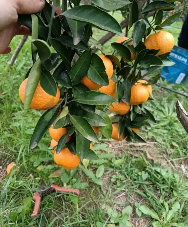 35 sot Torpaq Satılır, Astara — Torpaq, Astara (4)