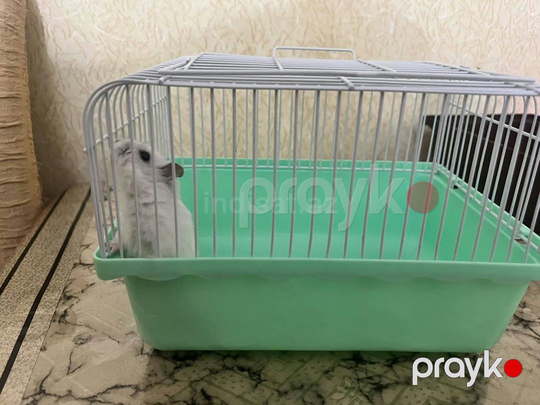 Джунгарик — Digər heyvanlar, Bakı (5)