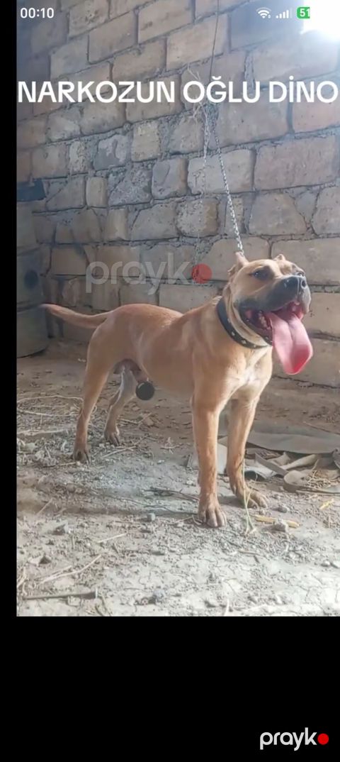 Pitbul, 1 il, Erkək, Peyvəndli, Ödənişli çatdırılma — Goranboy