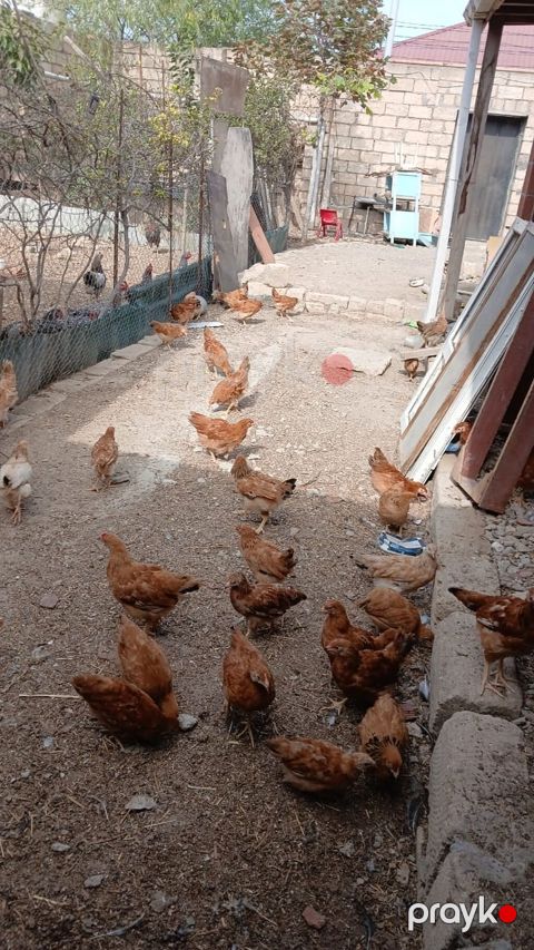 Toyuq, Yumurtalıq — Pirəkəşkül