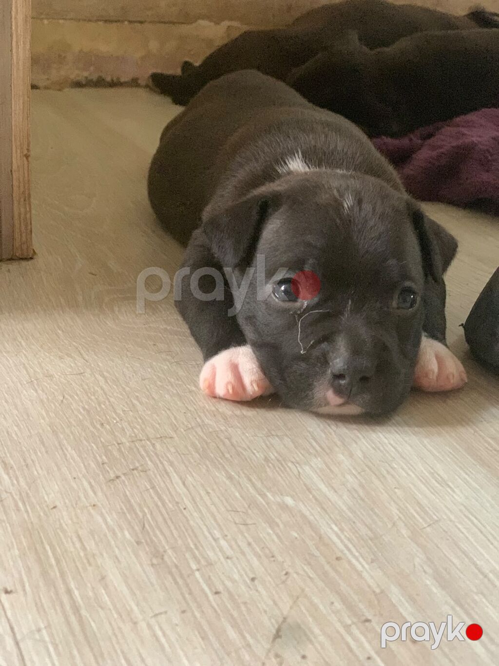 Pitbul — Köpəklər, Bakı (3)