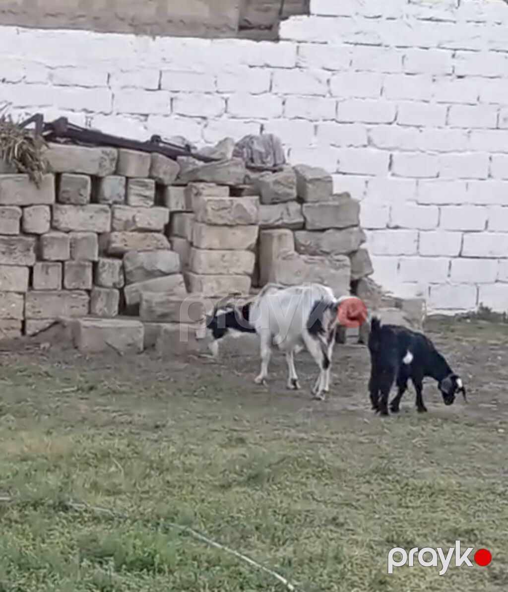 Ana keçi və dişi bala satılır. - Ana: ağ-qara rəngdə, buynuzlu, süd — Kənd təsərrüfatı heyvanları, Digah (3)