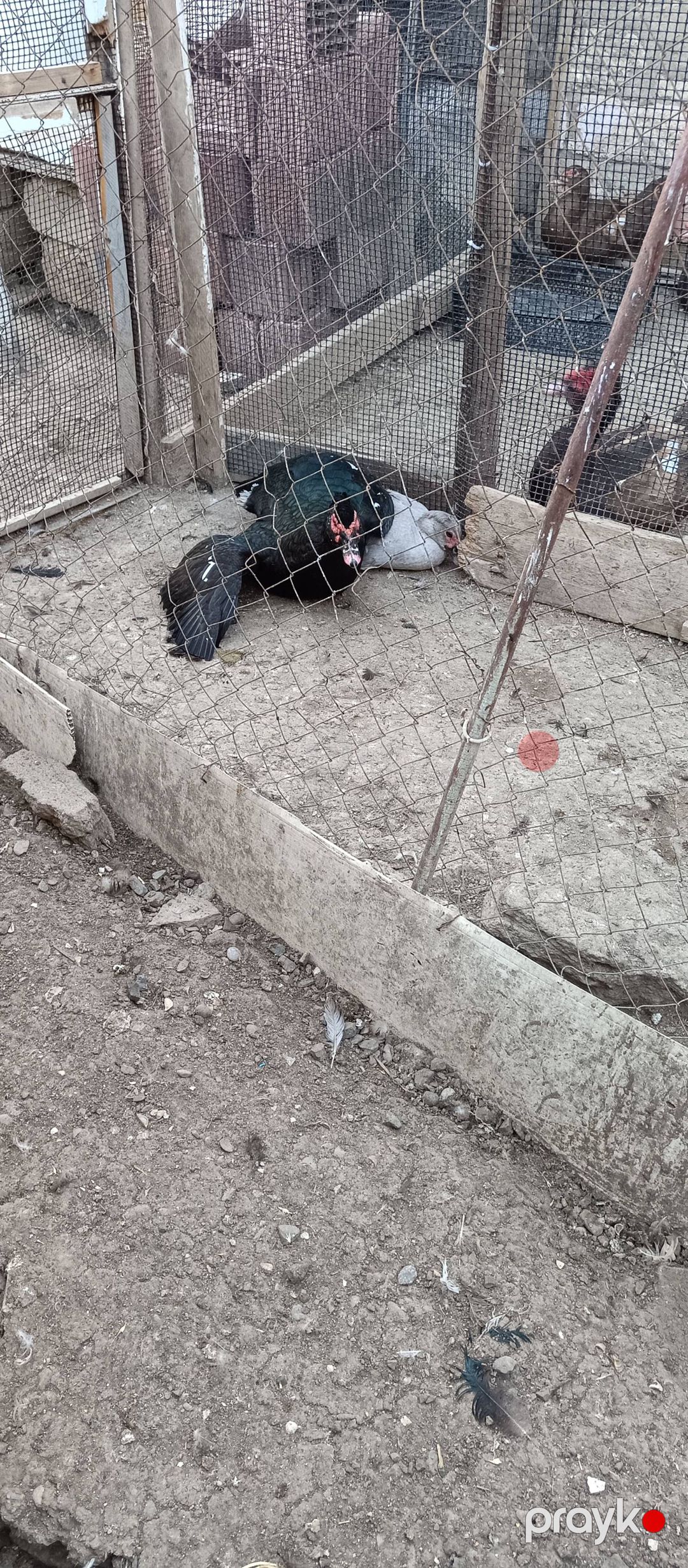 Qara masqa zümrüd — Quşlar, Bakı (4)