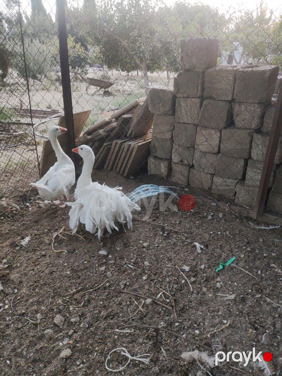 Qazlar — Quşlar, Bakı (3)