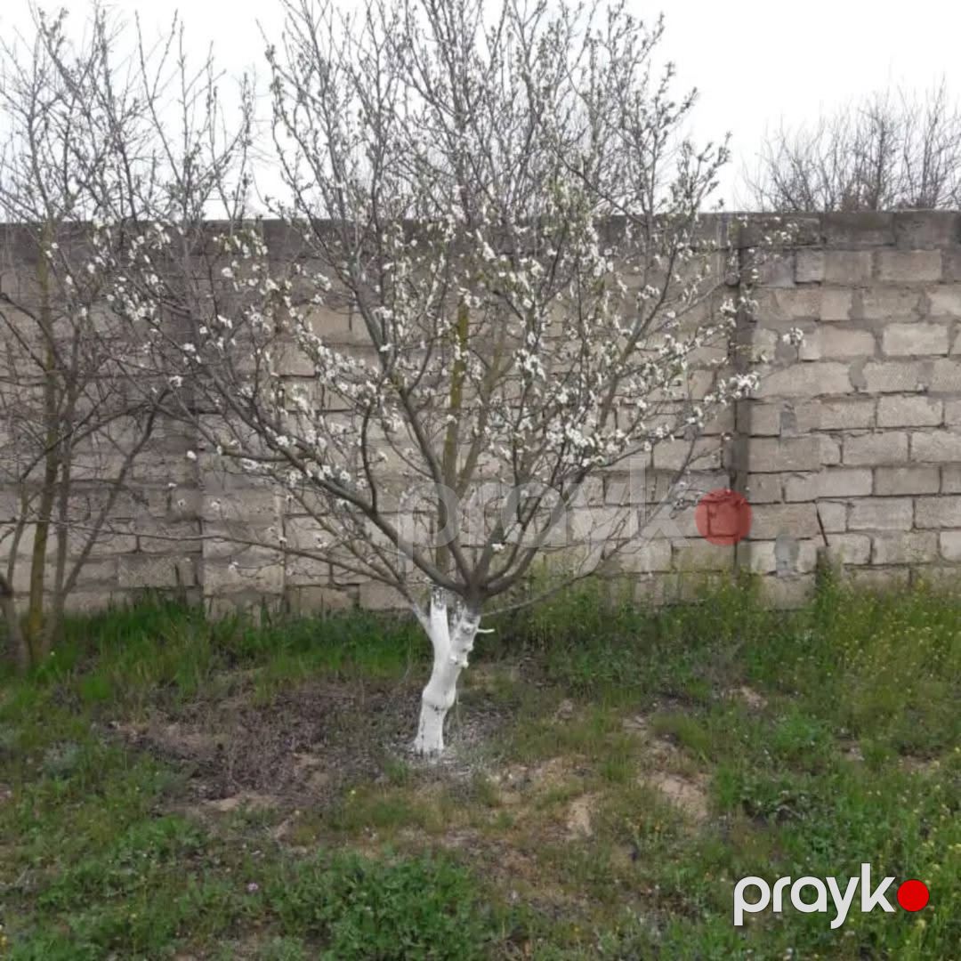 12 sot torpaq sahəsi, Oğuz r — Torpaq, Oğuz (8)