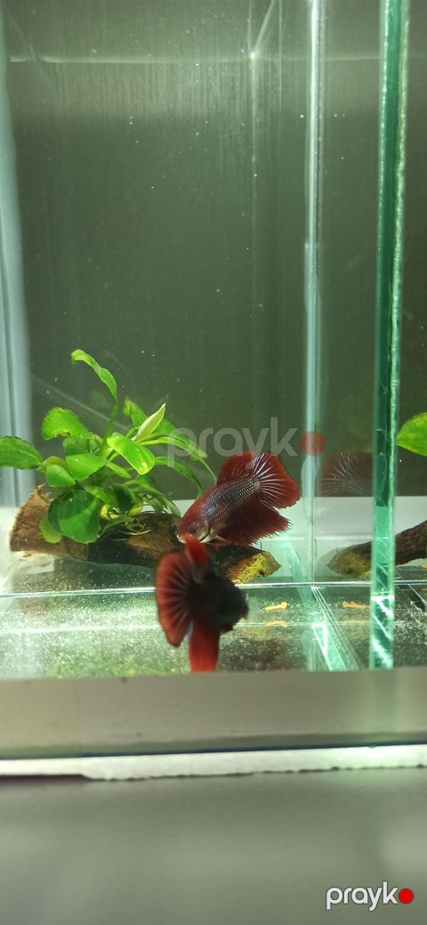 Betta (Petuşok balığı), Sülhsevər — Bakı