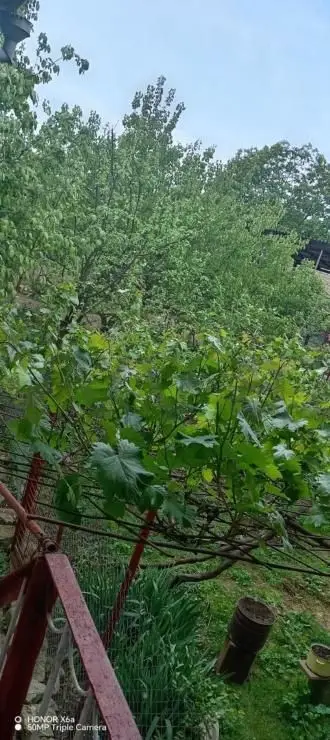4 otaqlı Həyət evi Satılır, Şamaxı — Ev, villa, Şamaxı (8)