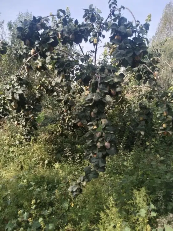95 sot Torpaq Satılır, Göyçay — Torpaq, Göyçay (11)
