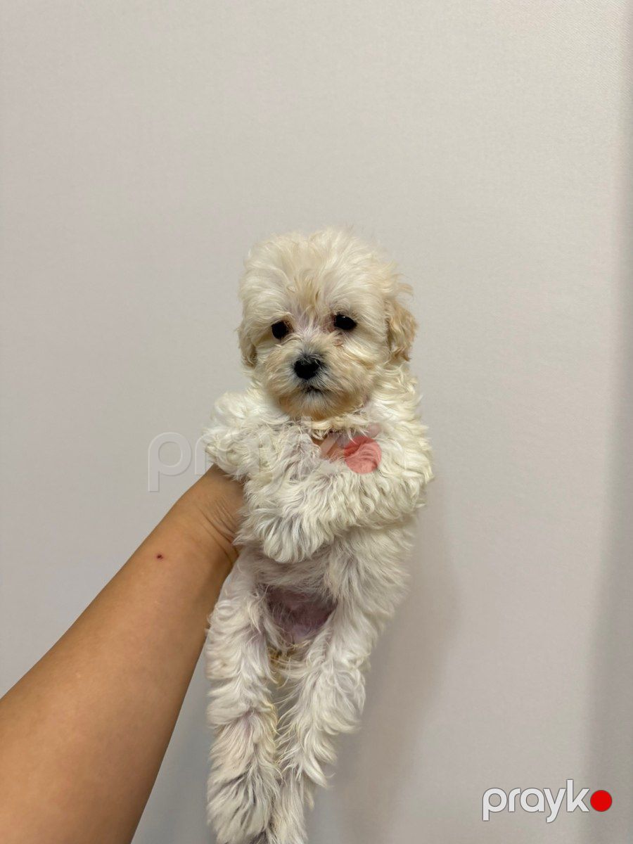Maltipoo pudel — Köpəklər, Bakı (4)