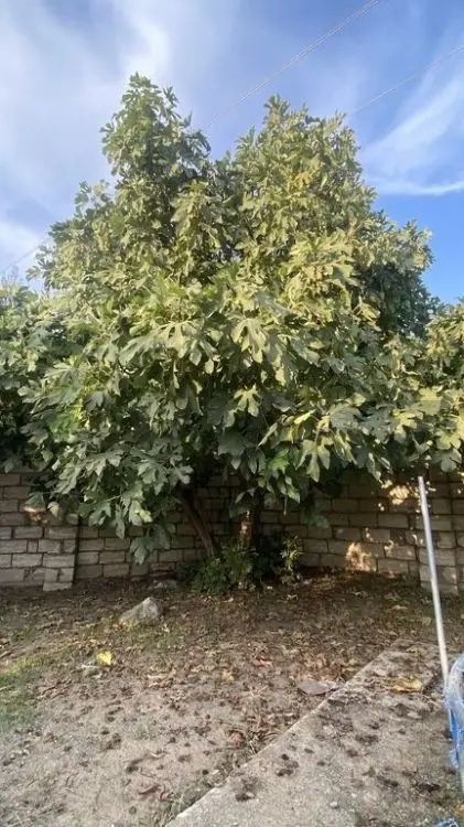 12 sot Torpaq Satılır, Albalı qəs., Sabunçu, Bakı — Torpaq, Bakı (12)