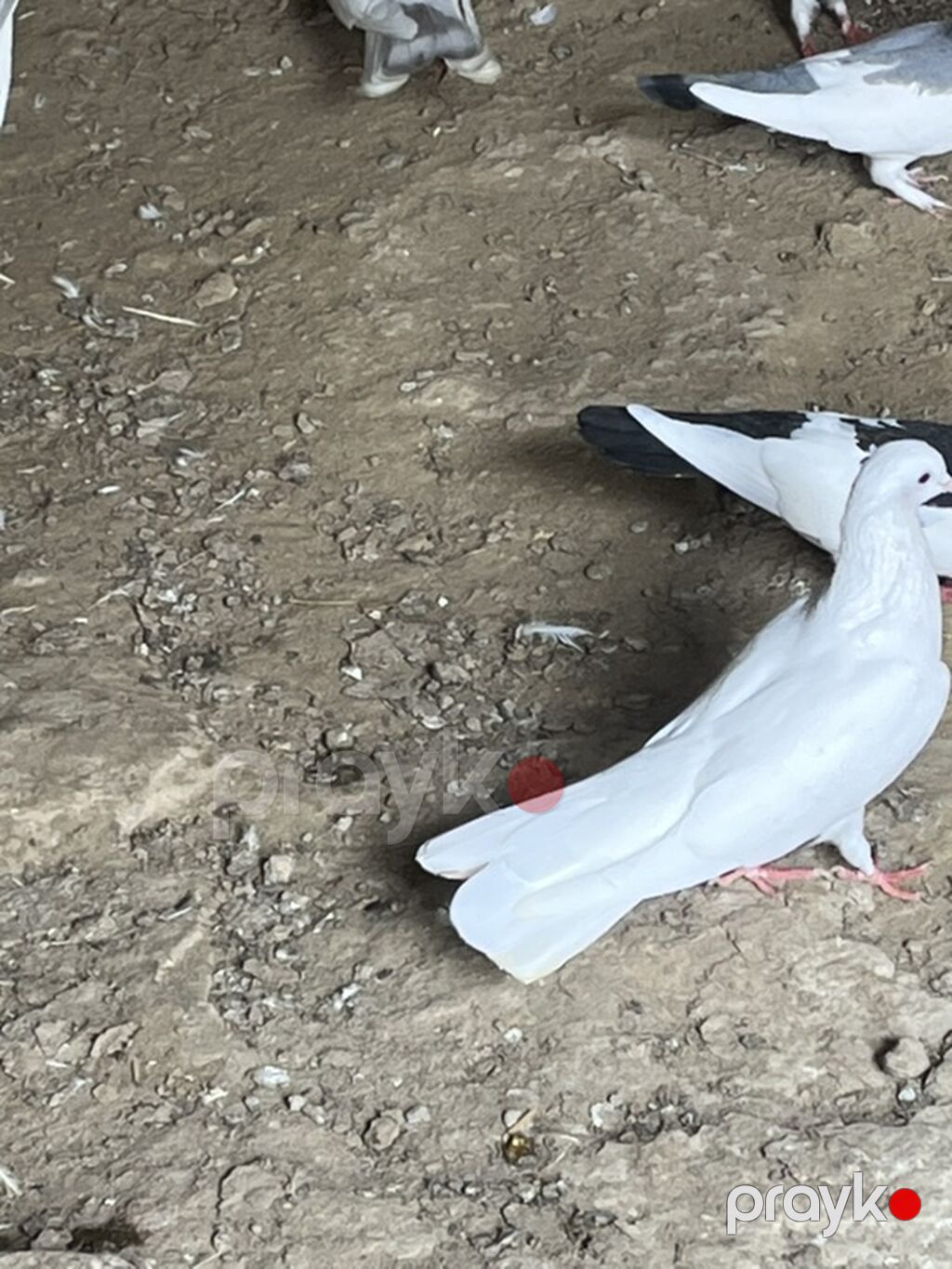 Salam şekilde olan bütün heyvanlar satliq qiymetler ferqlidi hopdum — Göyərçin, Novxanı (2)