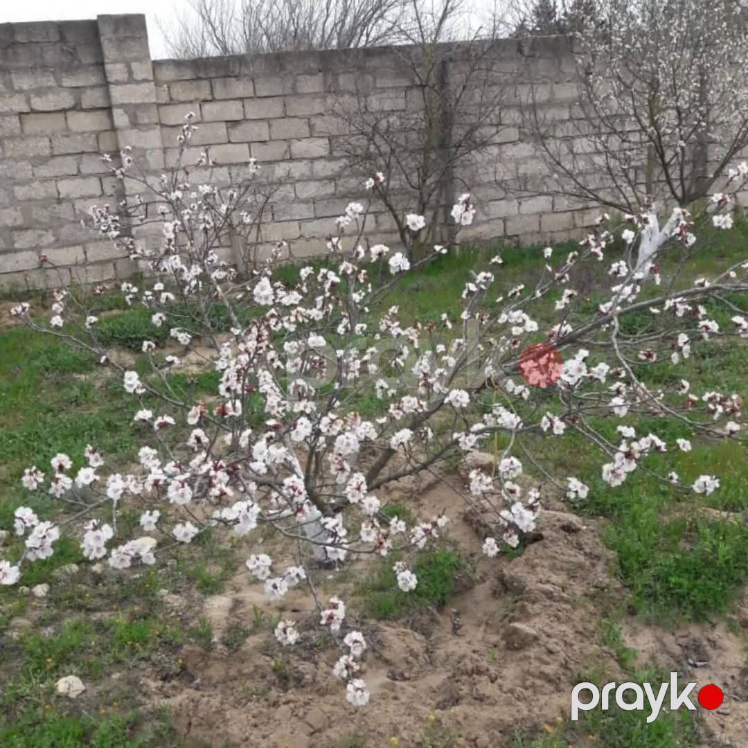 12 sot torpaq sahəsi, Oğuz r — Torpaq, Oğuz (7)