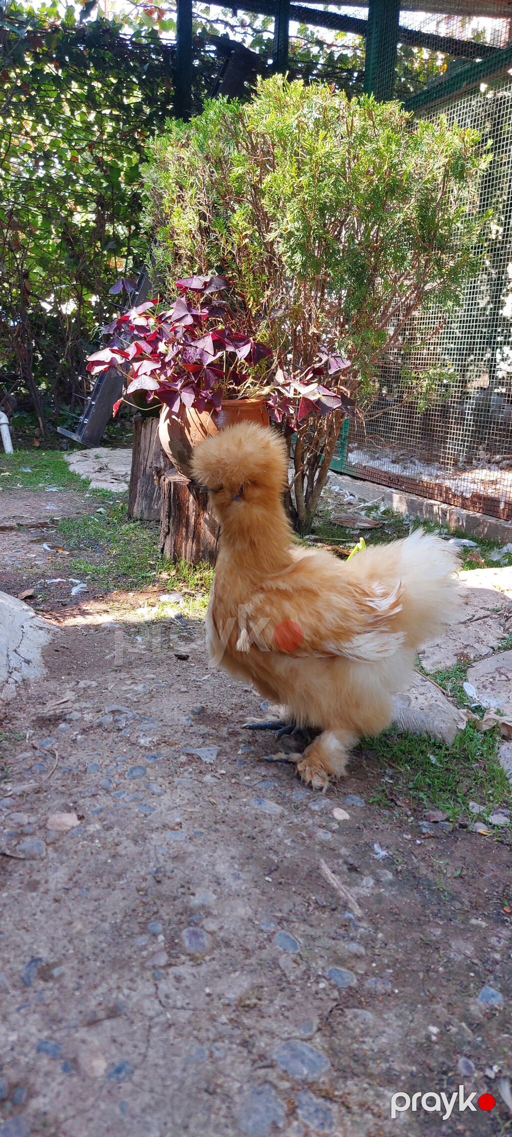 Toyuq, Damazlıq — Toyuq və xoruz, Sabirabad (8)