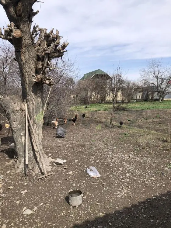 10 sot Torpaq Satılır, Bərdə — Torpaq, Bərdə (2)