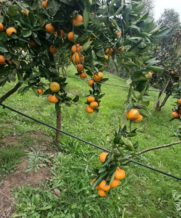 35 sot Torpaq Satılır, Astara — Torpaq, Astara (2)