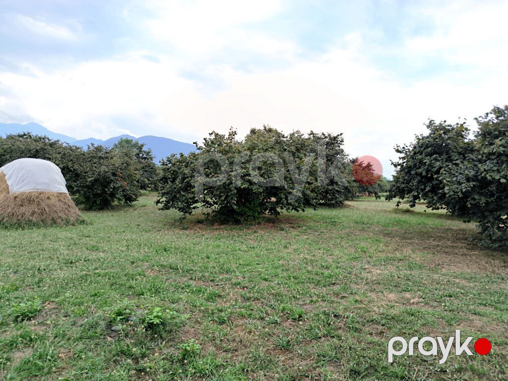 250 sot, Biznes üçün, Mülkiyyətçi, Kupça (Çıxarış) — Torpaq, Qəbələ (5)