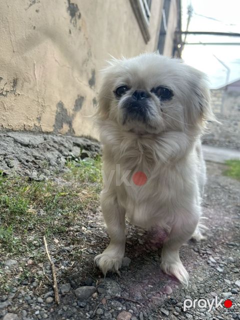 Pekines, 2 il, Erkək — Gəncə