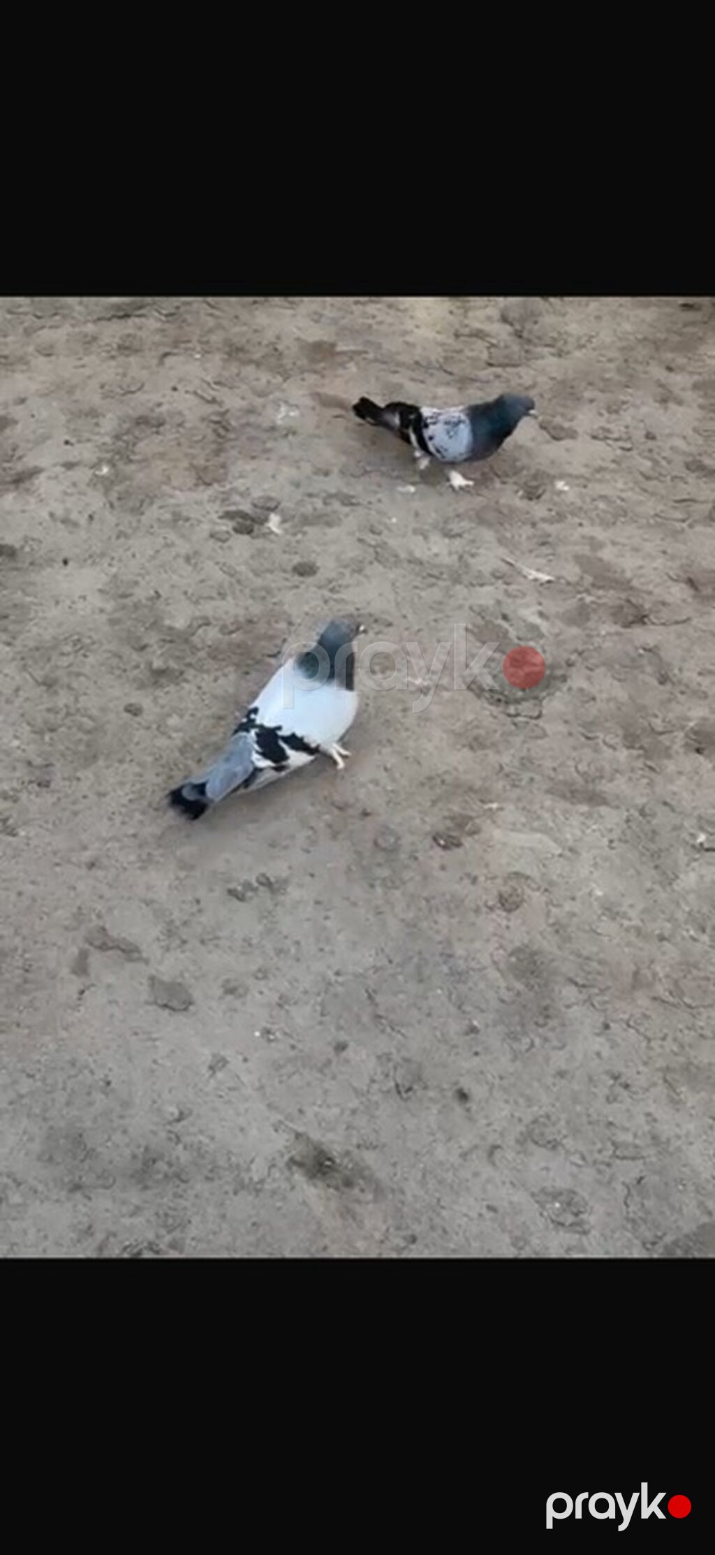 2 Erkey Delfin satılır ciddi alıcılar yazsın Elaqe 0504240736 — Göyərçin, Mingəçevir (2)
