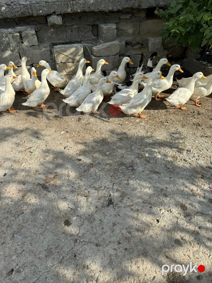 Ördəklər — Quşlar, Sumqayıt (3)