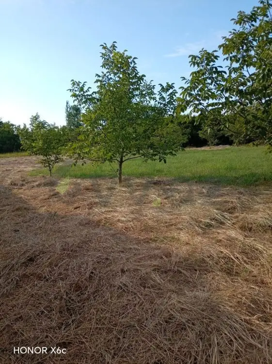 20 sot Torpaq Satılır, Ağdaş — Torpaq, Ağdaş (4)