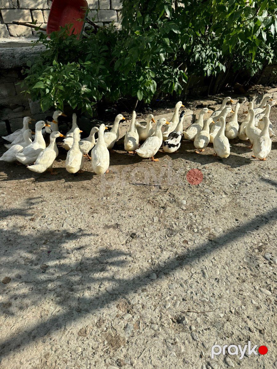 Ördəklər — Quşlar, Sumqayıt (2)