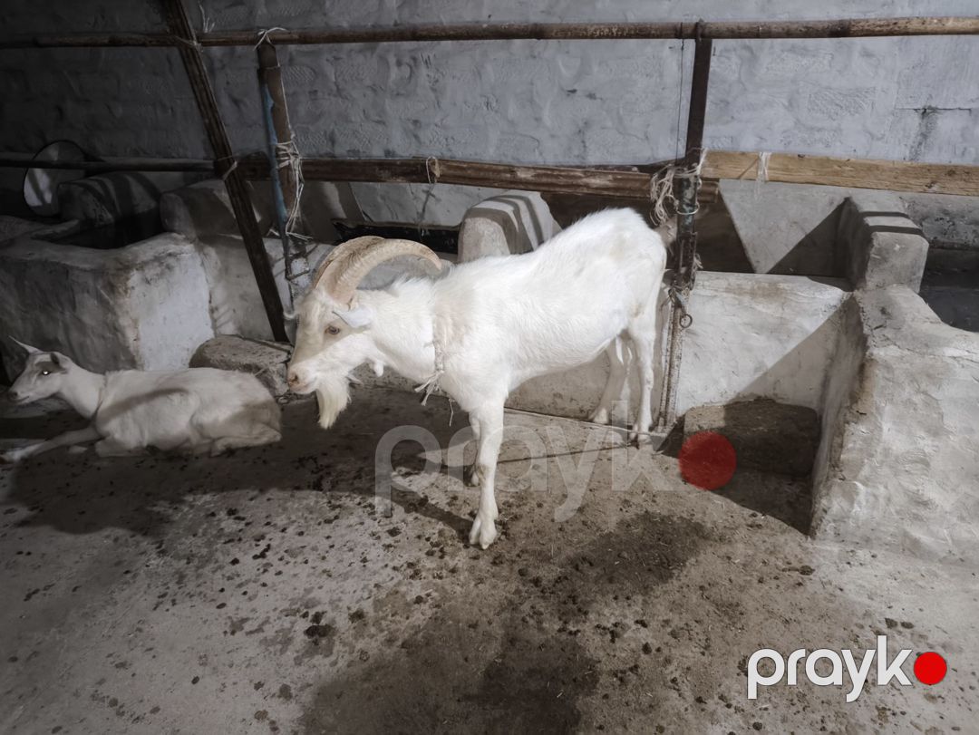 Quzular — Kənd təsərrüfatı heyvanları, Bakı (7)
