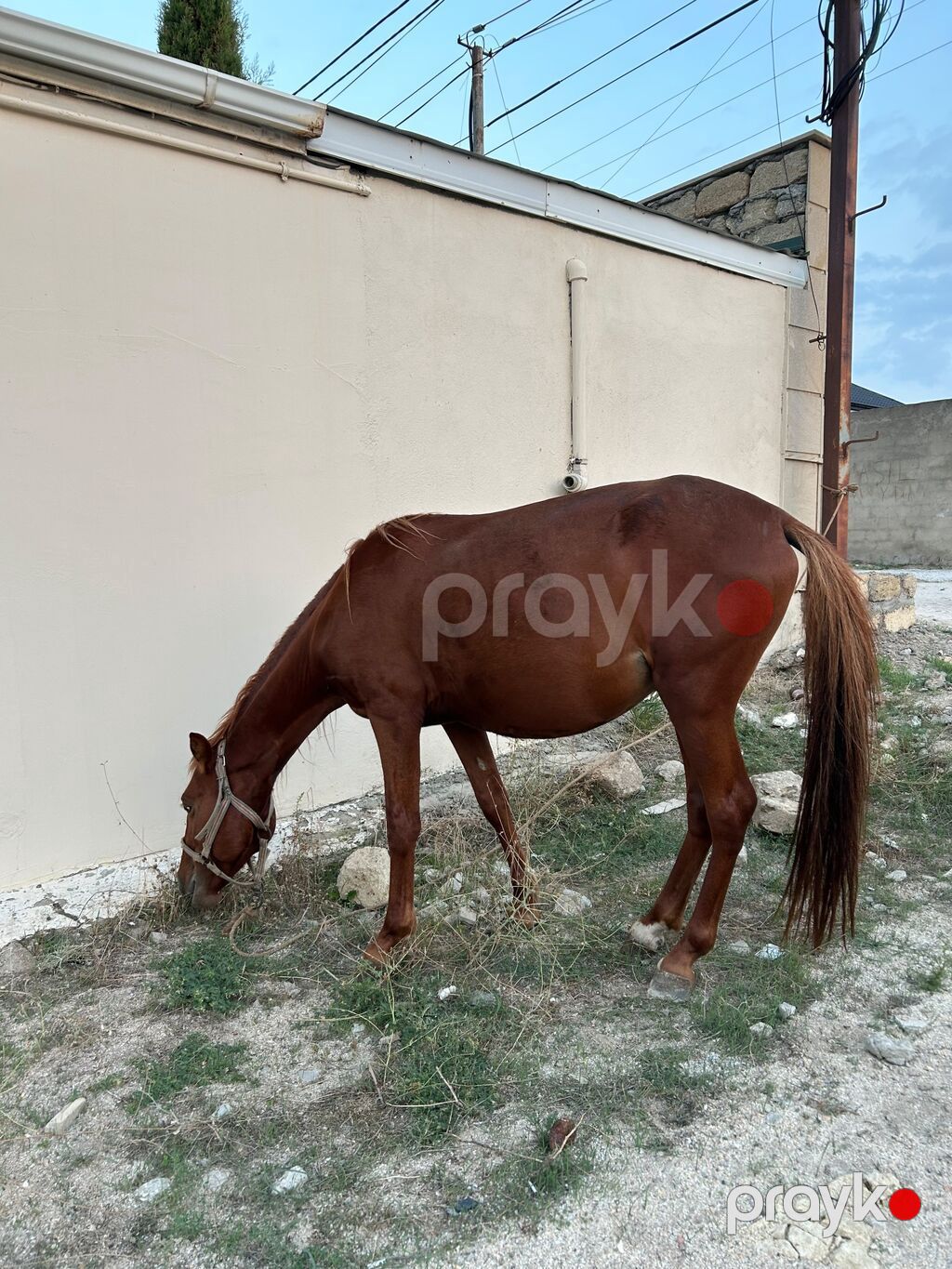 Erkək, Qarabag, il: 2, Rayonlara çatdırılma — Atlar, Fatmayı (2)