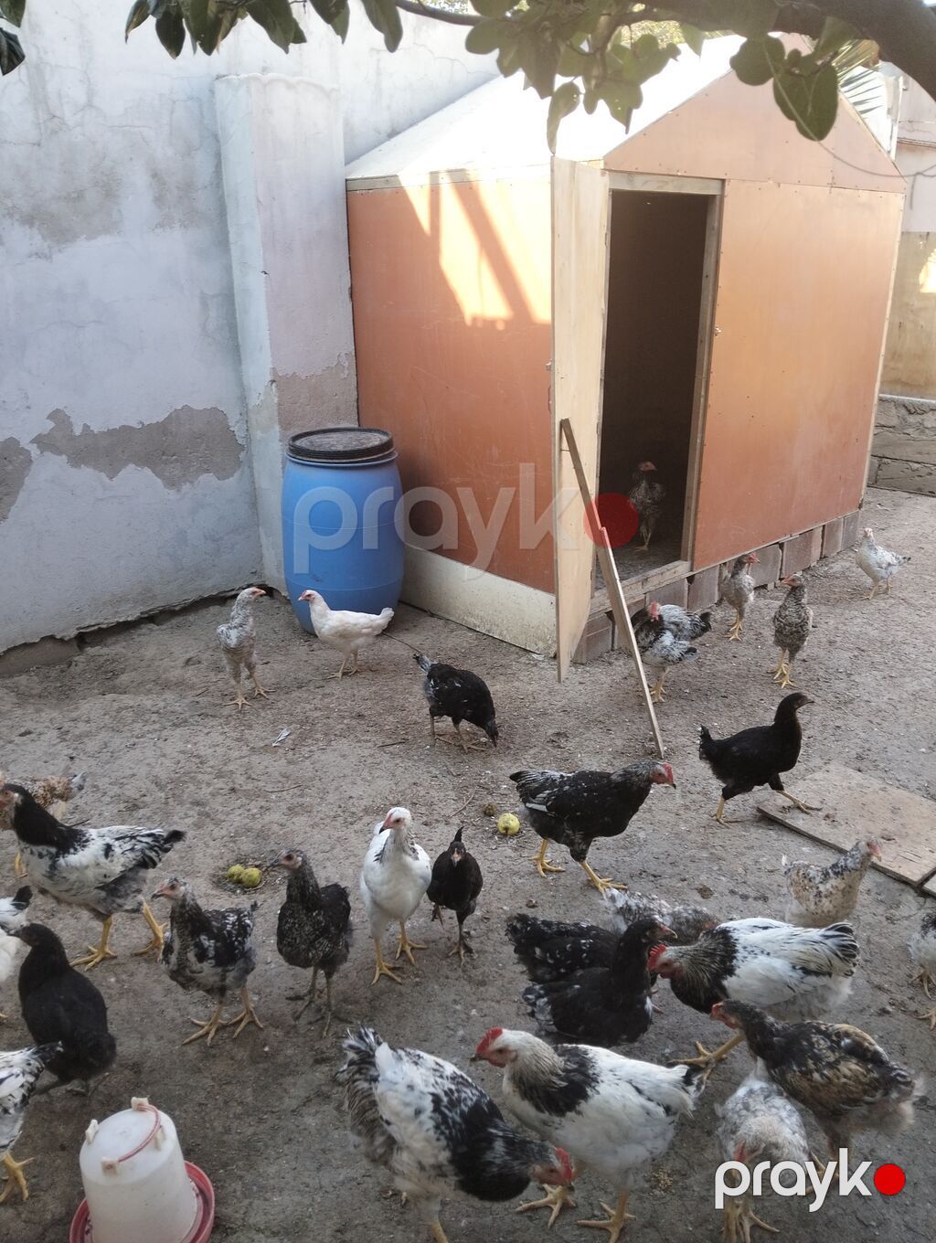Xarkov sortu və serbiris sort var real alıcıya endirim olacaq — Toyuq və xoruz, Bakı (5)