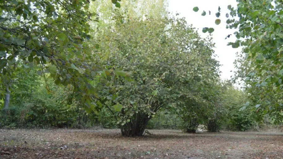 55 sot Torpaq Satılır, Oğuz — Oğuz
