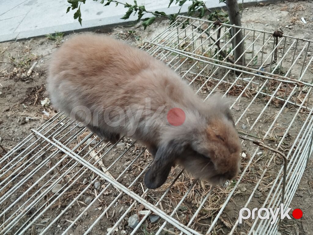 Ev dovşanları – tüklü, miniatür və mehriban - Növ: dekorativ ev — Dovşanlar, Bakı (2)