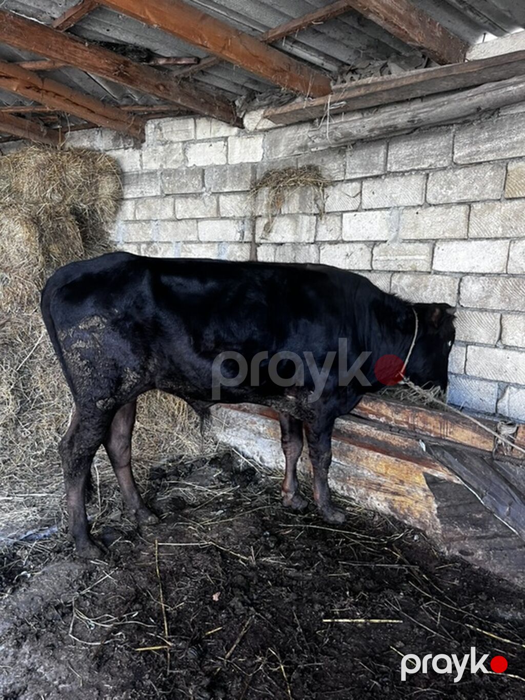 Qara rəngli mal-qara – inək/buzaq - Cinsəoxşar: qara, hamar tüklü — Kənd təsərrüfatı heyvanları, Xaçmaz (3)