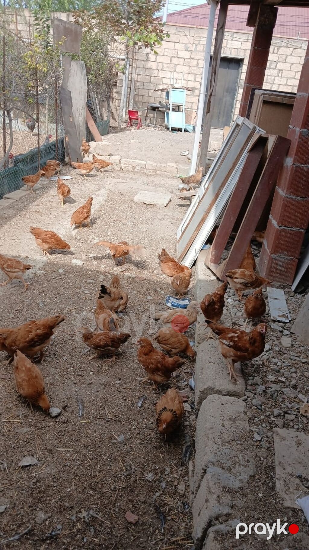 Toyuq, Yumurtalıq — Toyuq və xoruz, Pirəkəşkül (2)