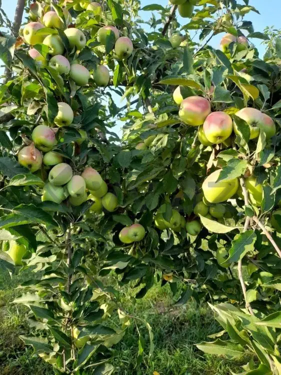 12 sot Torpaq Satılır, Qusar — Qusar