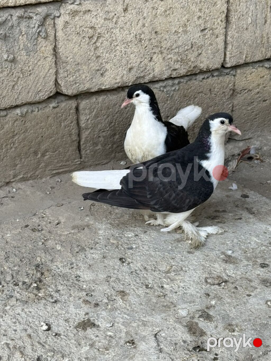 Delfinler ve povlinler satilir ciddi alicilar yazsin elaqe 0504240736 — Göyərçin, Mingəçevir (4)