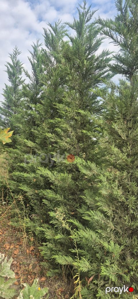 Leylandi şam agaci (Cupressocyparis leylandii) iynəyarpaq dekorativ — Tərtər