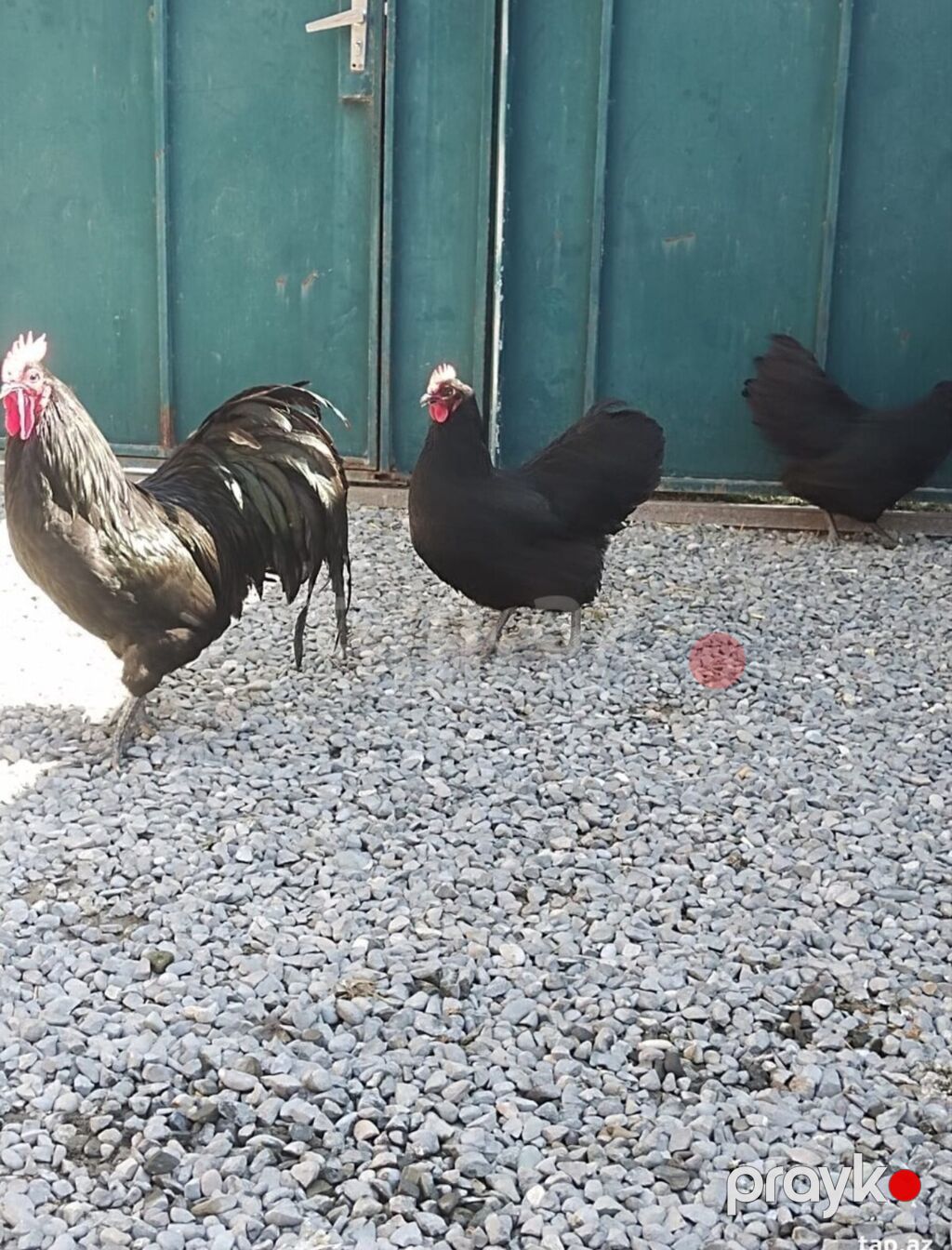 Toyuq, Australorp, Damazlıq — Toyuq və xoruz, Digah (3)