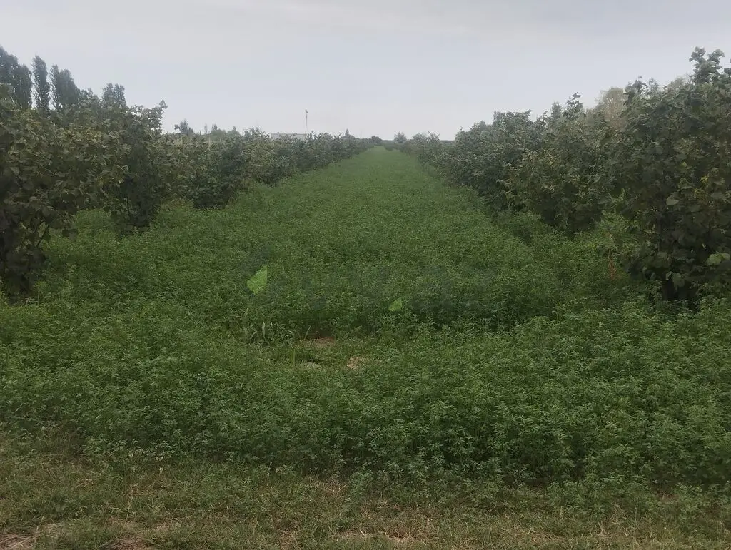 157 sot Torpaq Satılır, Xaçmaz — Torpaq, Xaçmaz (4)