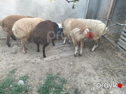 Quzular — Bakı