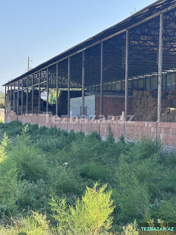 Oğuzda Ferma — Ofis, Bakı (5)