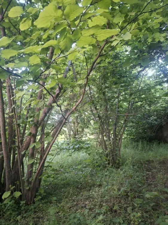 26 sot Torpaq Satılır, Xaçmaz — Torpaq, Xaçmaz (2)