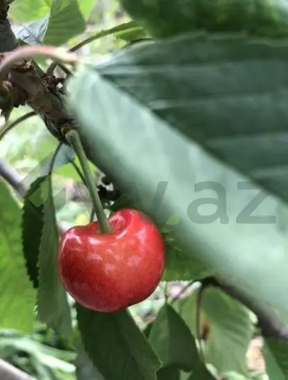 48 sot Torpaq Satılır, Xaçmaz — Xaçmaz