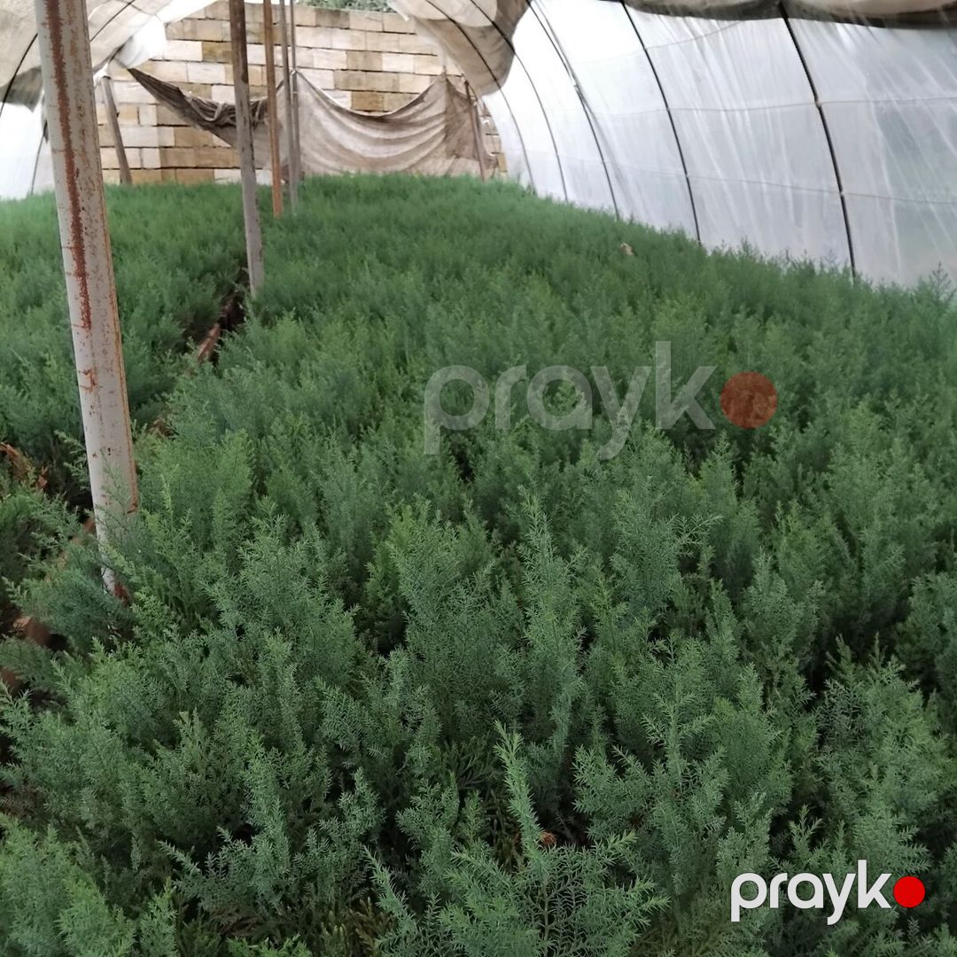Leylandra tingi — Bitkilər, Bakı (3)