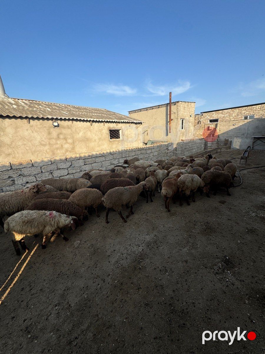 Quzular — Kənd təsərrüfatı heyvanları, Bakı (3)